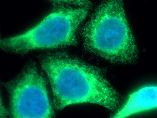 [66422-1-IG-20UL] PDI Monoclonal antibody