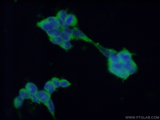 [66423-1-IG-20UL] PDIA3 Monoclonal antibody