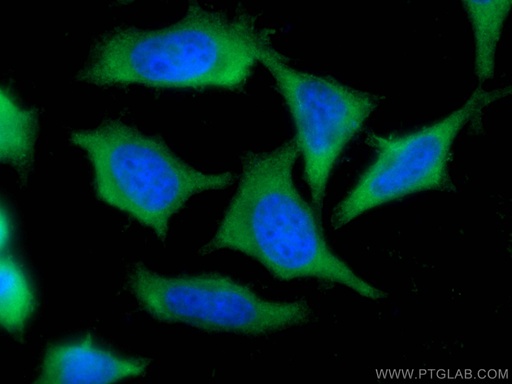 [66425-1-IG-20UL] LDHB Monoclonal antibody