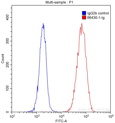 [66430-1-IG-20UL] P2RX5 Monoclonal antibody