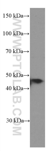 [66436-1-IG-20UL] NFE2 Monoclonal antibody