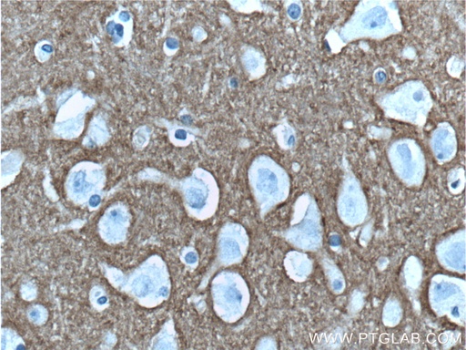 [66437-1-IG-150UL] Syntaxin 1A / Syntaxin 1B Monoclonal antibody