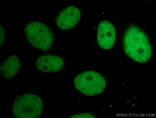 [66446-1-IG-150UL] CBX3 Monoclonal antibody