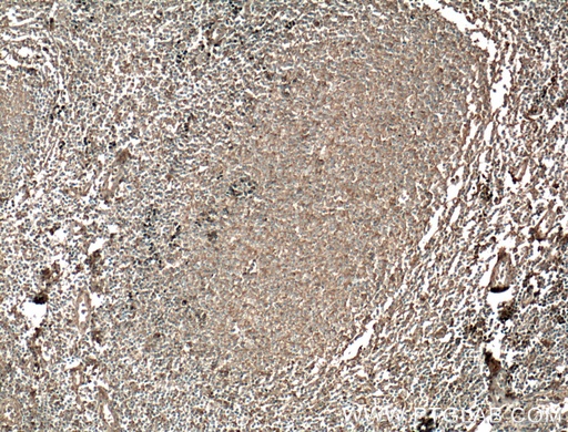 [66449-1-IG-20UL] HVCN1 Monoclonal antibody