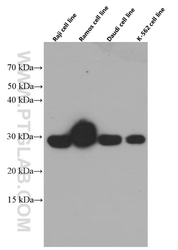 [66450-1-IG-20UL] TNFSF9 Monoclonal antibody