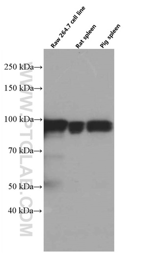 [66459-1-IG-20UL] STAT5A Monoclonal antibody