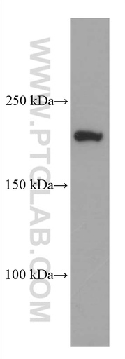 [66463-1-IG-150UL] CAMSAP2 Monoclonal antibody