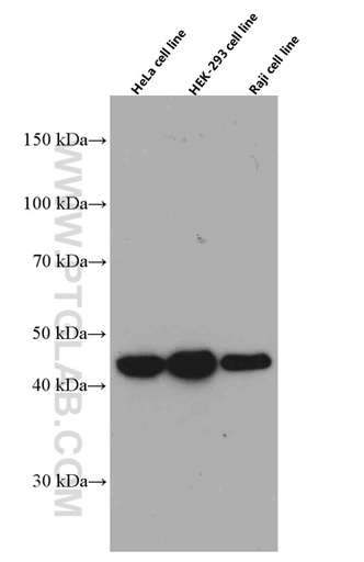[66464-1-IG-20UL] ADRM1 Monoclonal antibody