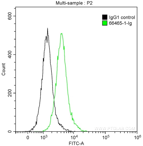 [66465-1-IG-20UL] SLP76 Monoclonal antibody