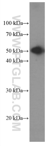 [66467-1-IG-150UL] Heavy chain of Rabbit IgG Monoclonal antibody