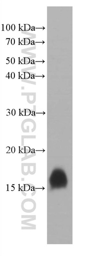 [66471-1-IG-150UL] TFF2 Monoclonal antibody