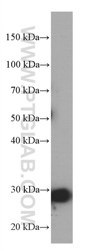 [66472-1-IG-20UL] MEA1 Monoclonal antibody