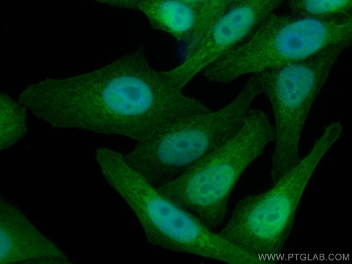 [66475-1-IG-150UL] TXN Monoclonal antibody
