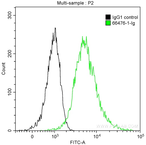 [66476-1-IG-20UL] EZH2 Monoclonal antibody