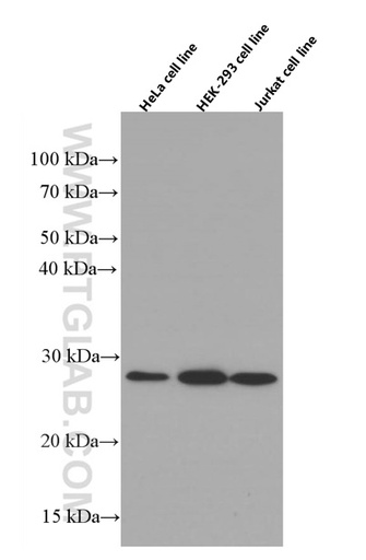 [66480-1-IG-150UL] RhoGDI Monoclonal antibody