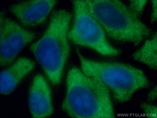 [66482-1-IG-20UL] EIF2A/CDA02 Monoclonal antibody