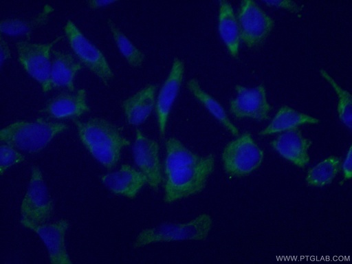 [66486-1-IG-150UL] G3BP1 Monoclonal antibody