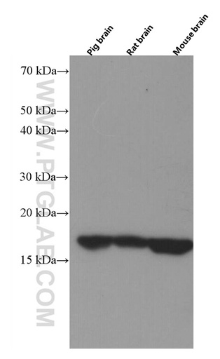 [66488-1-IG-150UL] VAMP3/Cellubrevin Monoclonal antibody