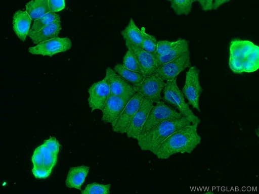 [66492-1-IG-150UL] NRG1 Monoclonal antibody