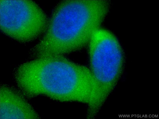 [66493-1-IG-20UL] PKC Iota Monoclonal antibody