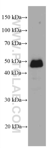 [66494-1-IG-150UL] NR2E3 Monoclonal antibody