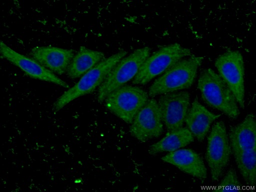 [66505-1-IG-150UL] MDH1 Monoclonal antibody