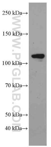 [66506-1-IG-150UL] MYPT1 Monoclonal antibody