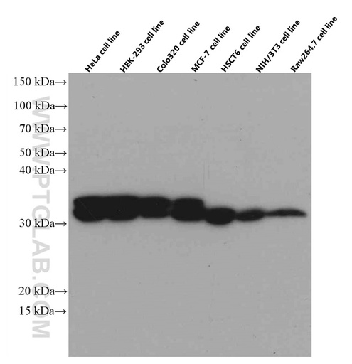 [66510-1-IG-20UL] PYCR1 Monoclonal antibody