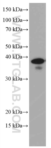 [66512-1-IG-150UL] ING2 Monoclonal antibody
