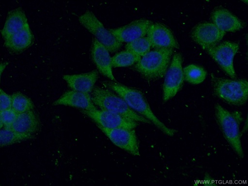 [66514-1-IG-20UL] USP7 Monoclonal antibody