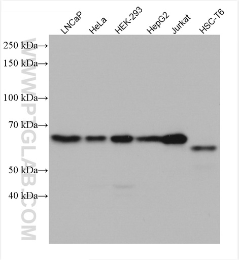 [66515-1-IG-20UL] E2F1 Monoclonal antibody