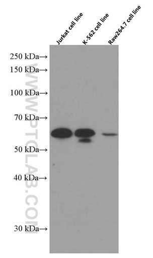[66516-1-IG-20UL] SMAD3 Monoclonal antibody