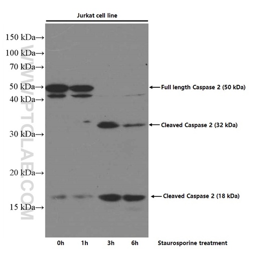 [66517-1-IG-20UL] Caspase 2/p32/p18 Monoclonal antibody
