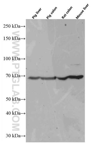 [66522-1-IG-20UL] SIAE Monoclonal antibody