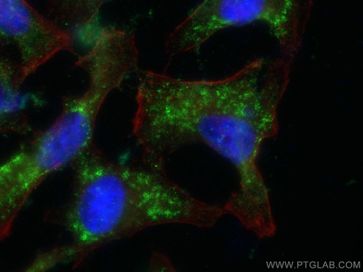 [66523-1-IG-20UL] TIP47 Monoclonal antibody