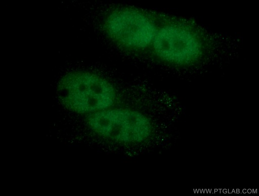 [66525-1-IG-20UL] HMGB1 Monoclonal antibody
