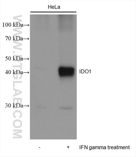 [66528-1-IG-20UL] IDO1 Monoclonal antibody
