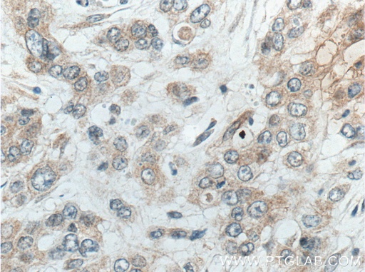 [66532-1-IG-150UL] ACOT9 Monoclonal antibody