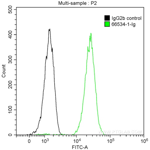 [66534-1-IG-150UL] Cathepsin D Monoclonal antibody