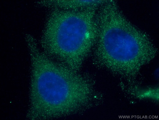 [66535-1-IG-20UL] NF-κB p65 Monoclonal antibody