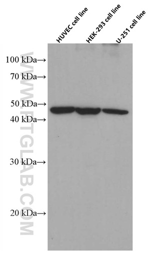 [66537-1-IG-20UL] EXOC3L2 Monoclonal antibody