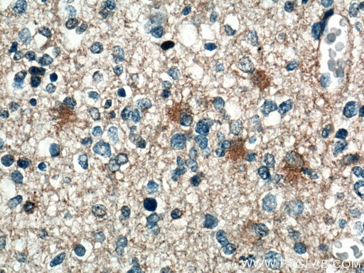 [66542-1-IG-20UL] SEPT7 Monoclonal antibody