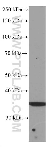 [66543-1-IG-150UL] SIRT4 Monoclonal antibody