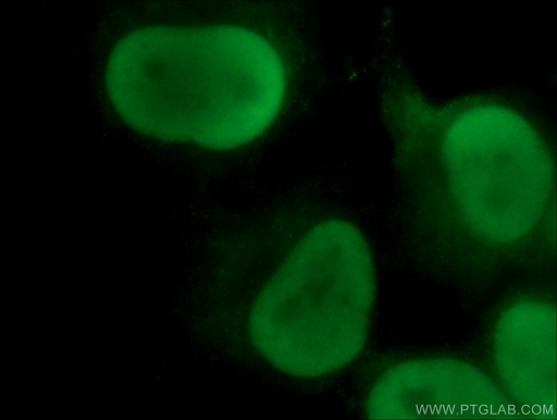 [66546-1-IG-150UL] XRCC5 Monoclonal antibody