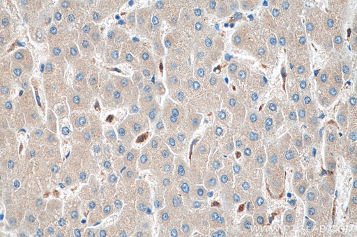 [66547-1-IG-150UL] COX4NB Monoclonal antibody