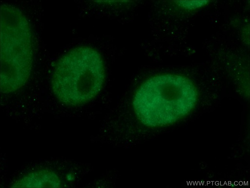 [66549-1-IG-20UL] HuR Monoclonal antibody