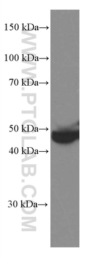 [66554-1-IG-20UL] PEDF Monoclonal antibody