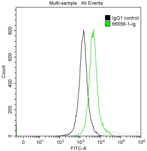 [66556-1-IG-150UL] BCL10 Monoclonal antibody