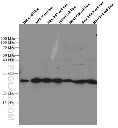 [66558-1-IG-20UL] PLDN Monoclonal antibody