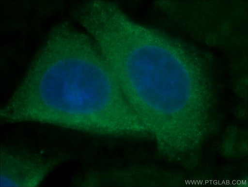 [66563-1-IG-150UL] ATF6 Monoclonal antibody